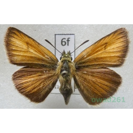 Thymelicus lineola (Ochsenheimer, 1808) Czech6f